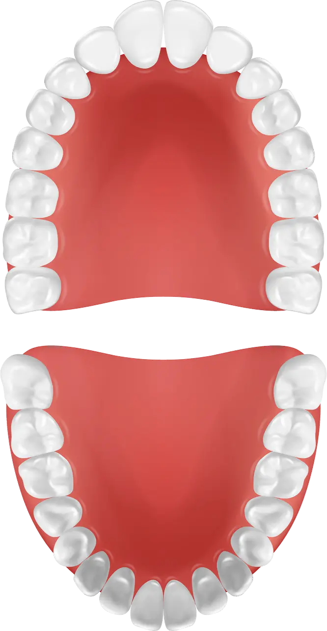 teeth